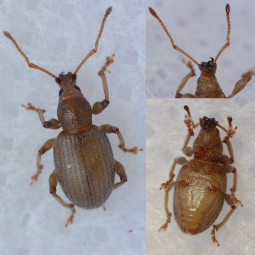 Otiorhynchus meridionalis